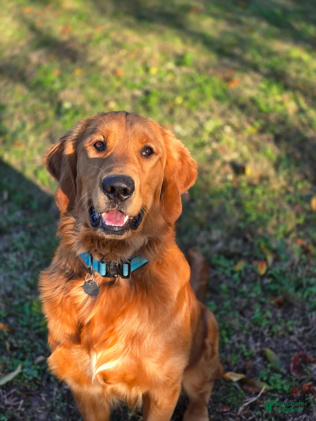 Golden Retriever dogs for sale: Golden Retriever Puppy 1 - Ad 6