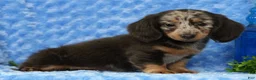 Miniature Dachshund dogs for sale: Weston - Ad 4