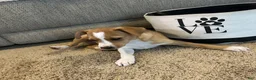 Rat Terrier dogs for sale: Thomas - Ad 6