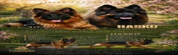 German Shepherd dogs for sale: German Shepherd 5 - Ad 5
