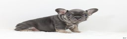 French Bulldog dogs for sale: Eaton - Ad 7