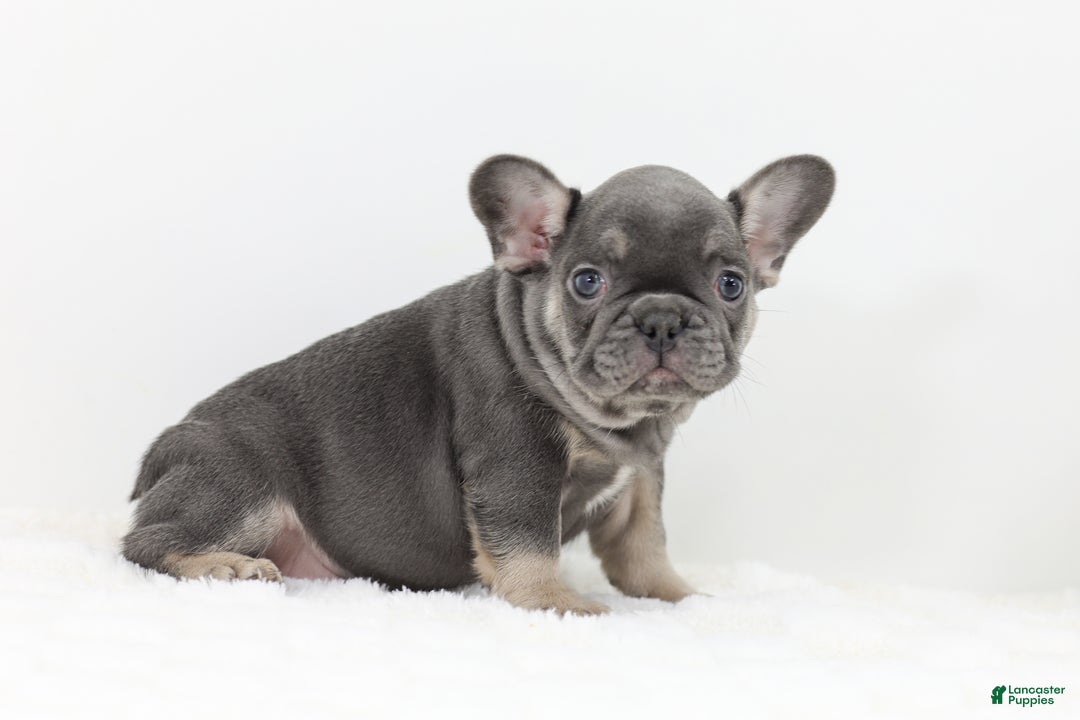French Bulldog dogs for sale: Eaton - Ad 7
