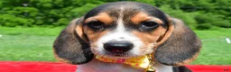 Beagle dogs for sale: Houston - Ad 9