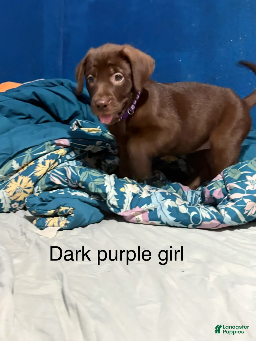 Labrador Retriever dogs for sale: Labrador Retriever 6 - Ad 2