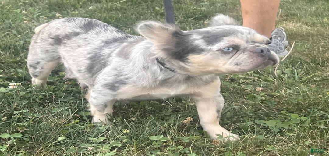 Gallery Image {{count}}