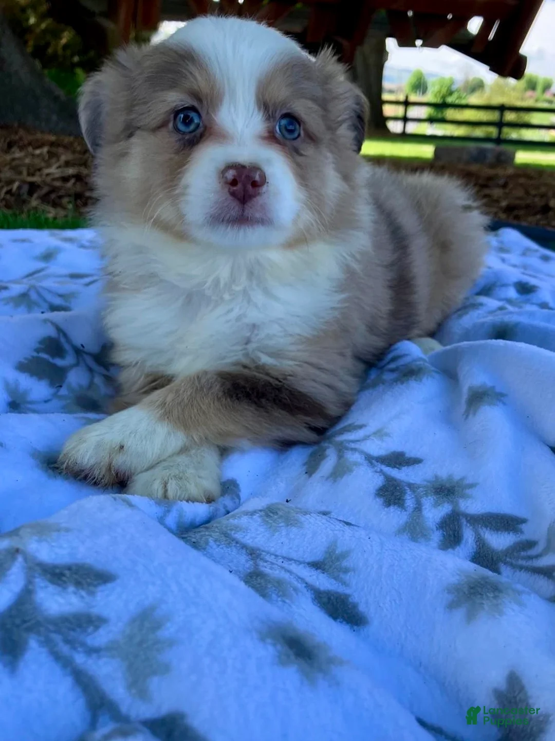 Miniature Australian Shepherd dogs for sale: Bambi - Ad 1