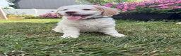 Mini Goldendoodle dogs for sale: Aphrodite - Ad 8