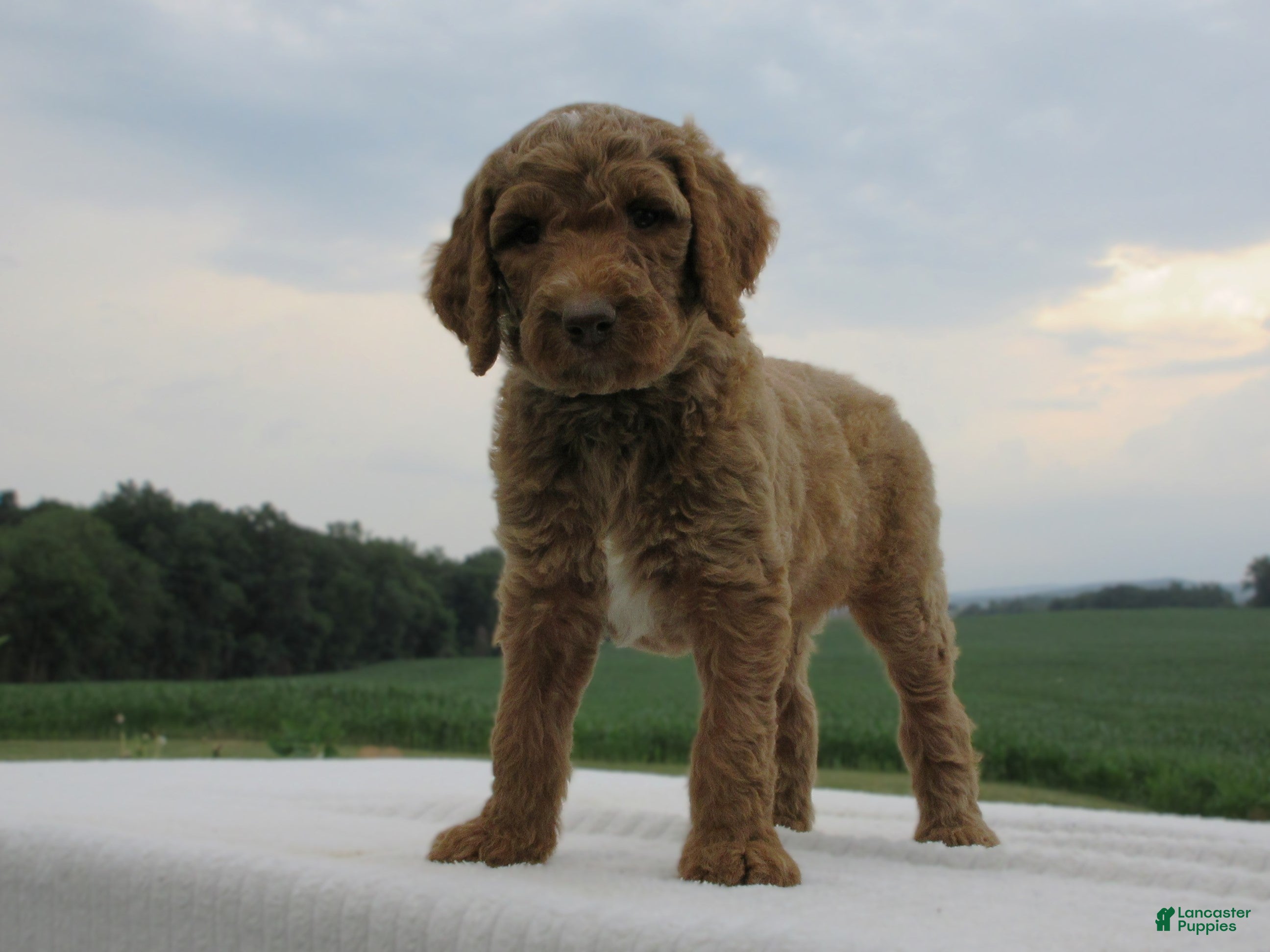 Goldendoodle dogs Basil - Ad 2