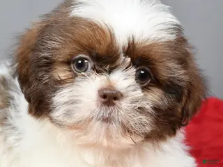 Shih Tzu dogs for sale: Peanut - Ad 3