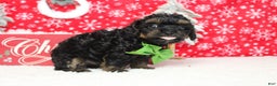 Yorkiepoo dogs for sale: Harvest  - Ad 11