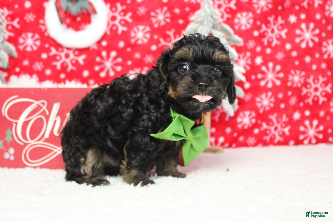 Yorkiepoo dogs for sale: Harvest  - Ad 11