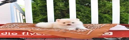 Pomeranian dogs for sale: Louie - Ad 4