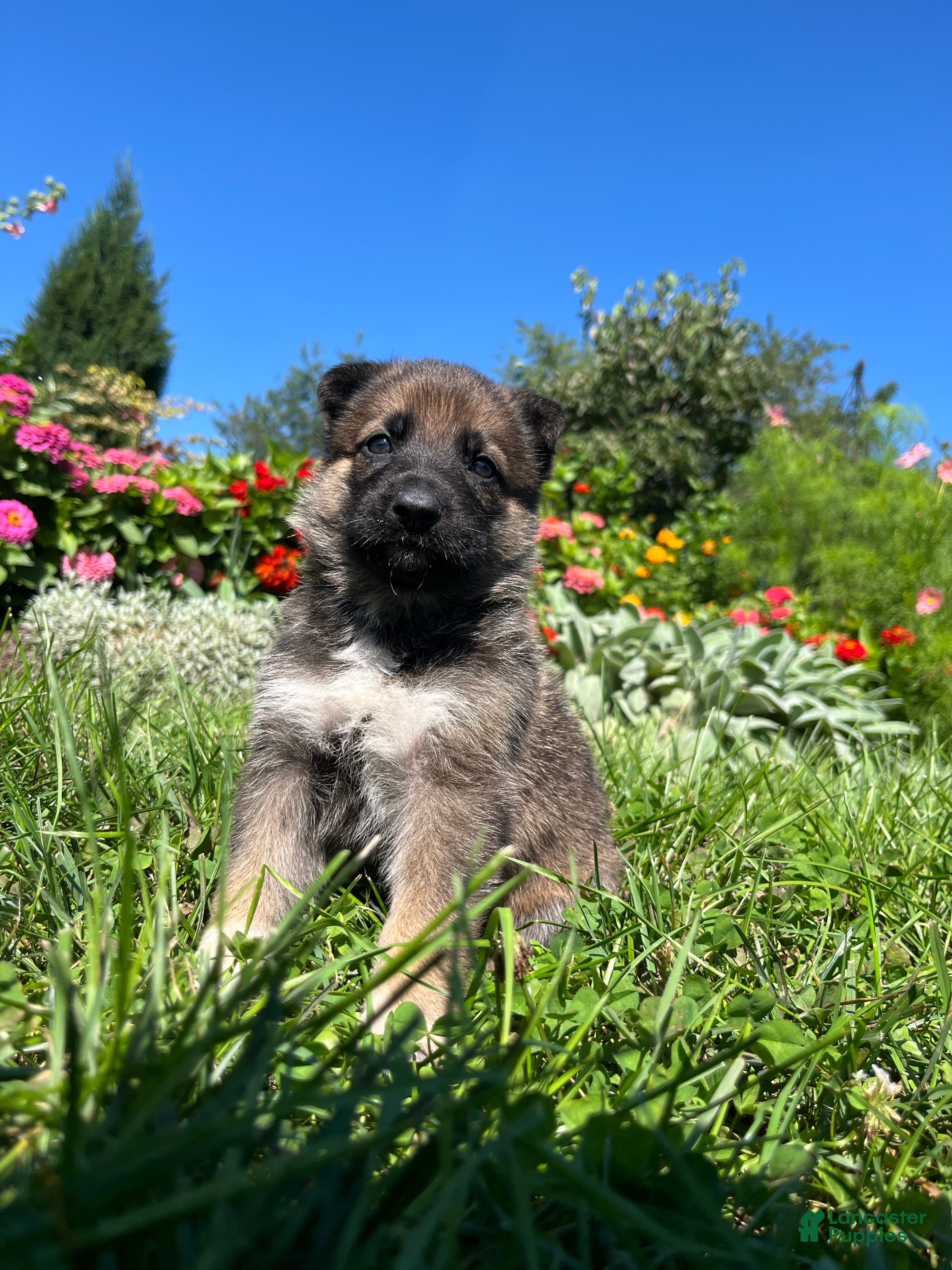 German Shepherd dogs Capri - Ad 1