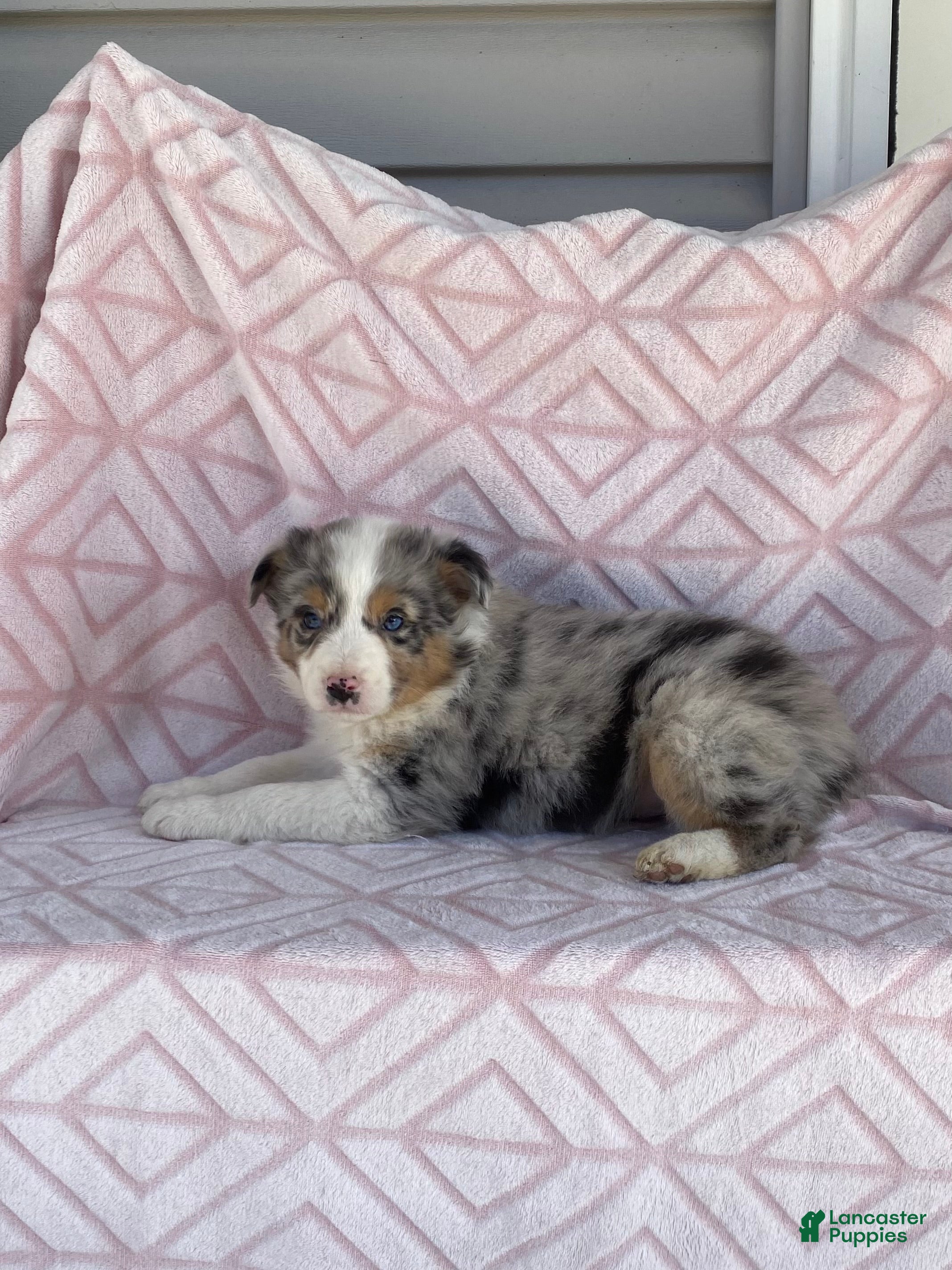 Australian Shepherd dogs Australian Shepherd Puppy 6 - Ad 2