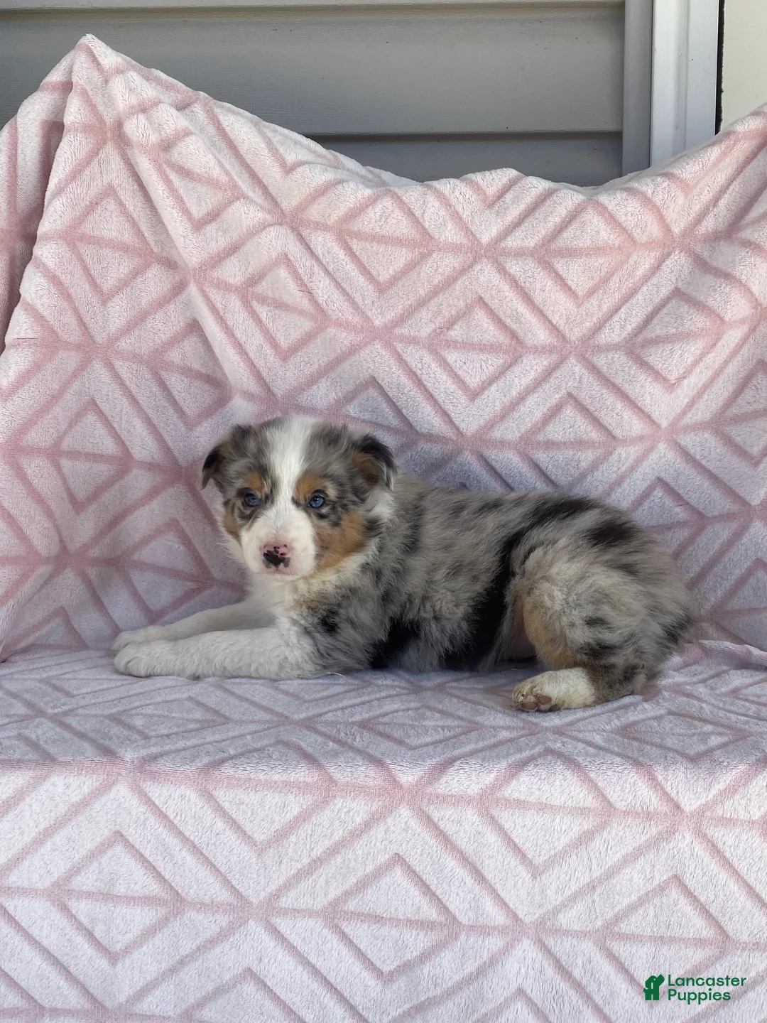 Australian Shepherd dogs for sale: Australian Shepherd Puppy 6 - Ad 2