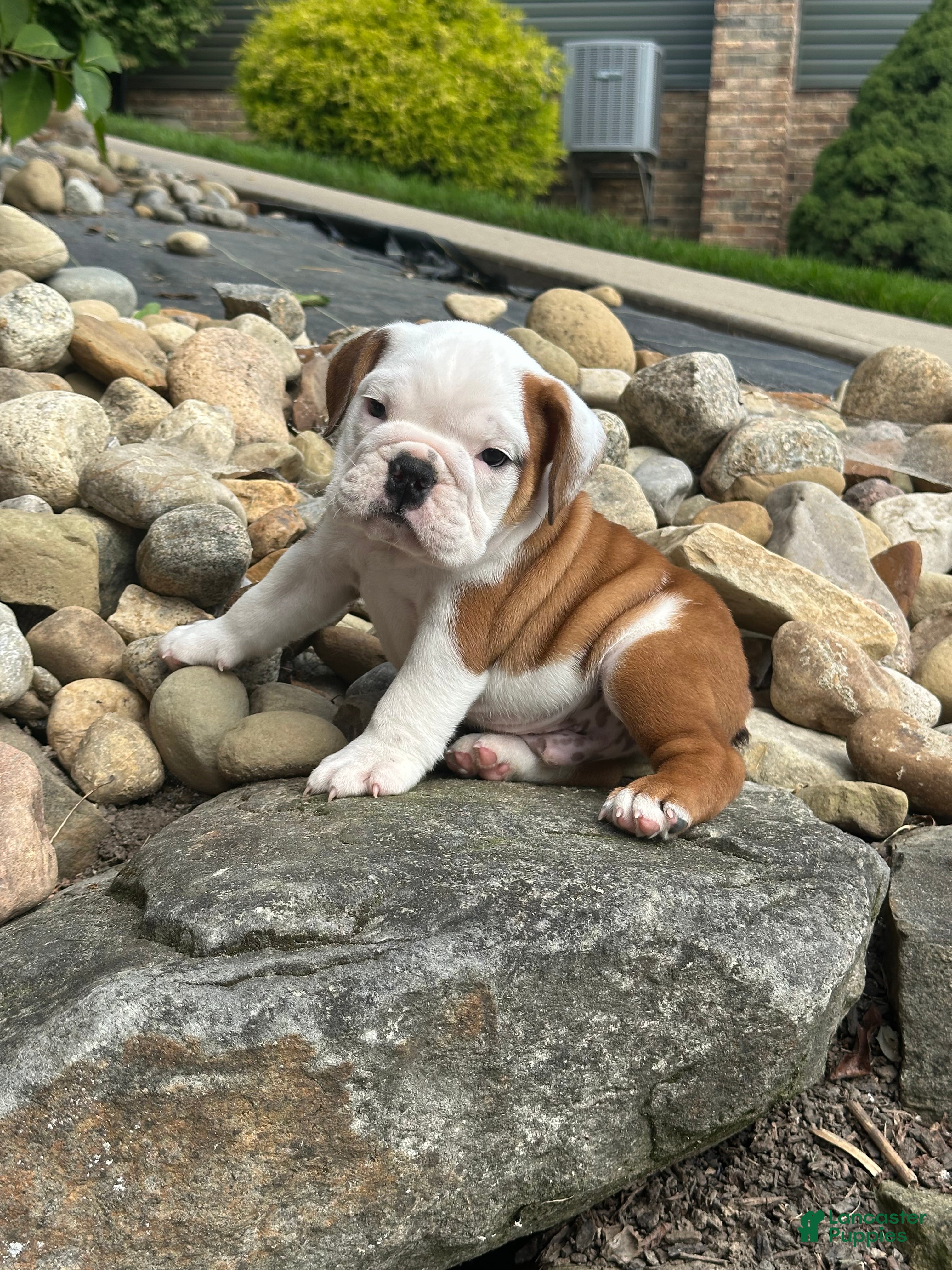 English Bulldog dogs Barney - Ad 2
