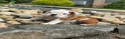 English Bulldog dogs for sale: Barney - Ad 2