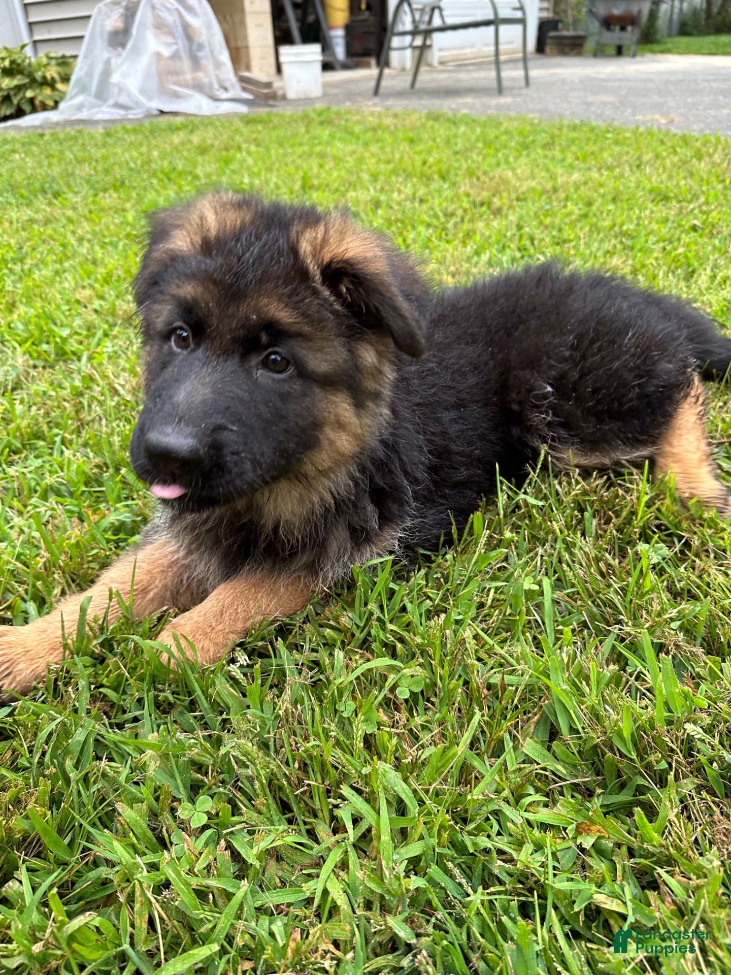 German Shepherd dogs for sale: Gerda - Ad 2