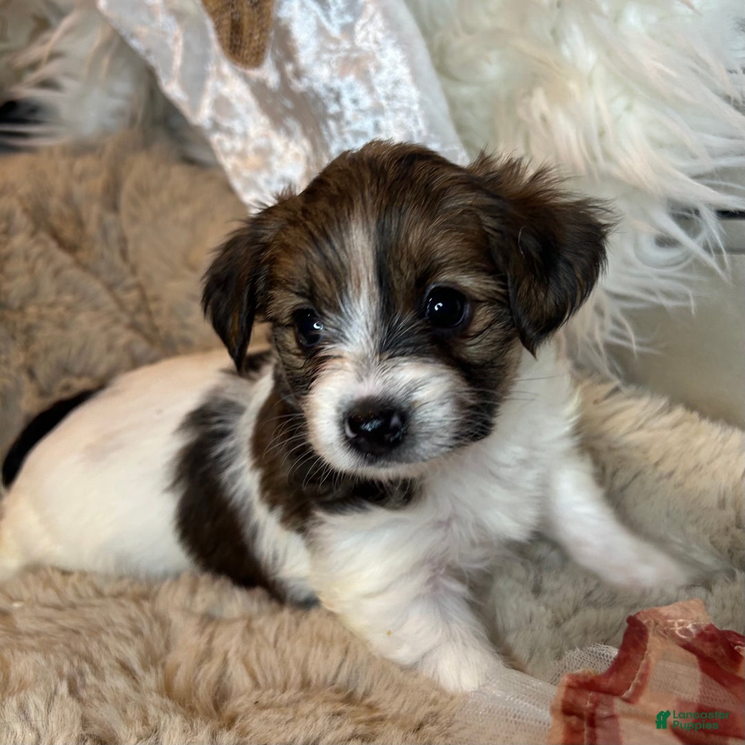 Mixed Breed dogs for sale: Buttercup - Ad 3