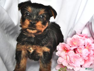 Yorkshire Terrier dogs Oscar - Ad 33
