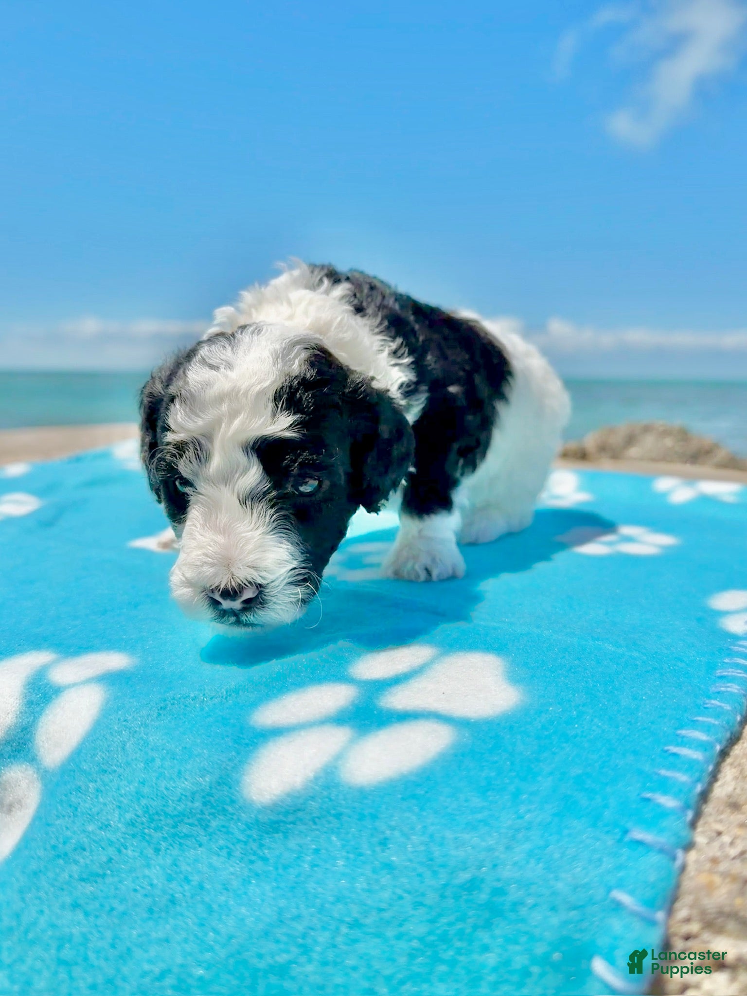 Miniature Poodle dogs Miniature Poodle Yellow - Ad 2