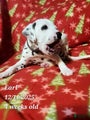 Dalmatian Puppy 4