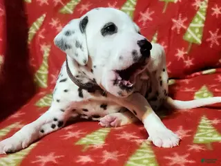 Dalmatian dogs Earl - Ad 12