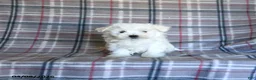 Maltese dogs for sale: Skippy - Ad 5