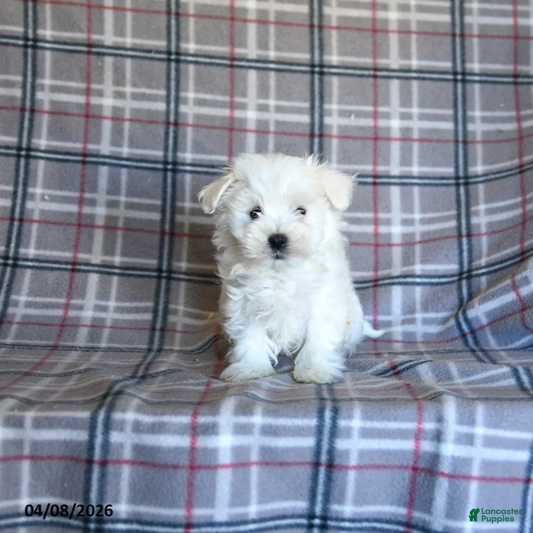 Maltese dogs for sale: Skippy - Ad 5