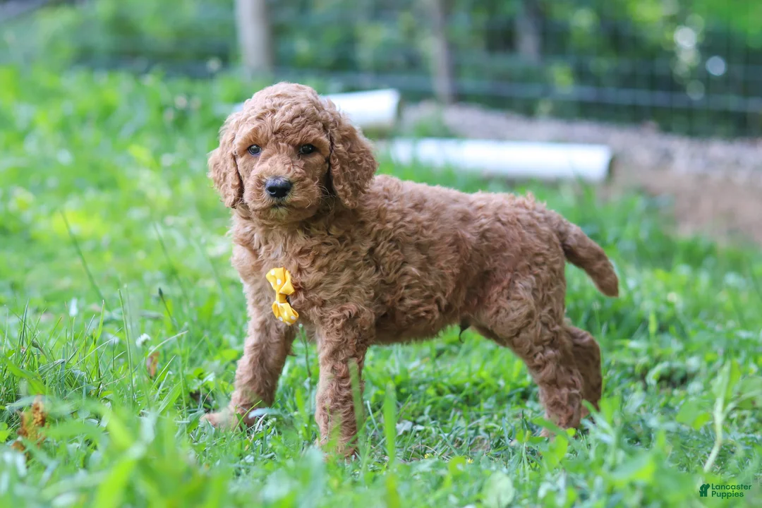 Standard Poodle dogs for sale: Alex AKC - Ad 1