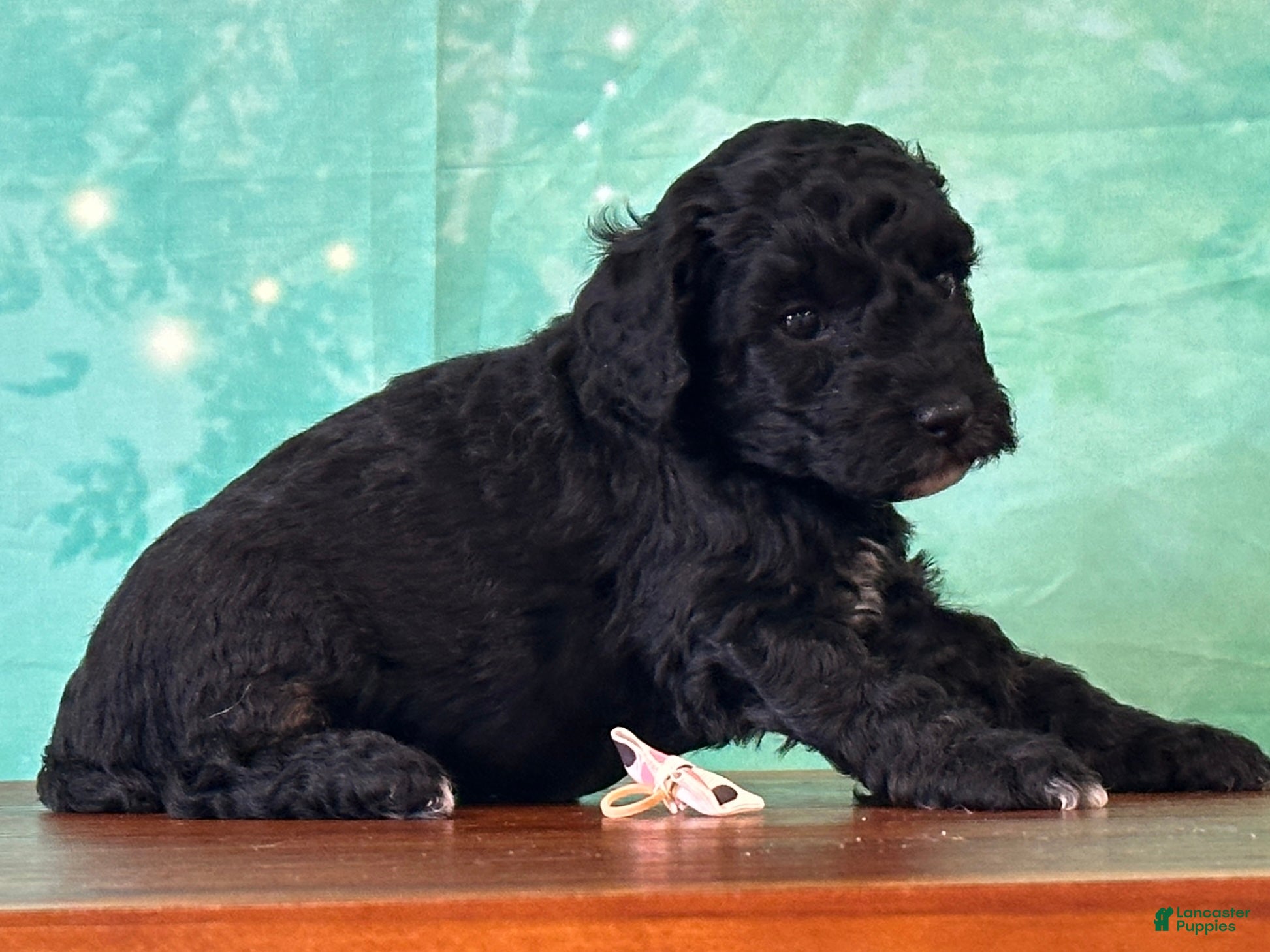 Miniature Poodle dogs Mulan - Ad 1