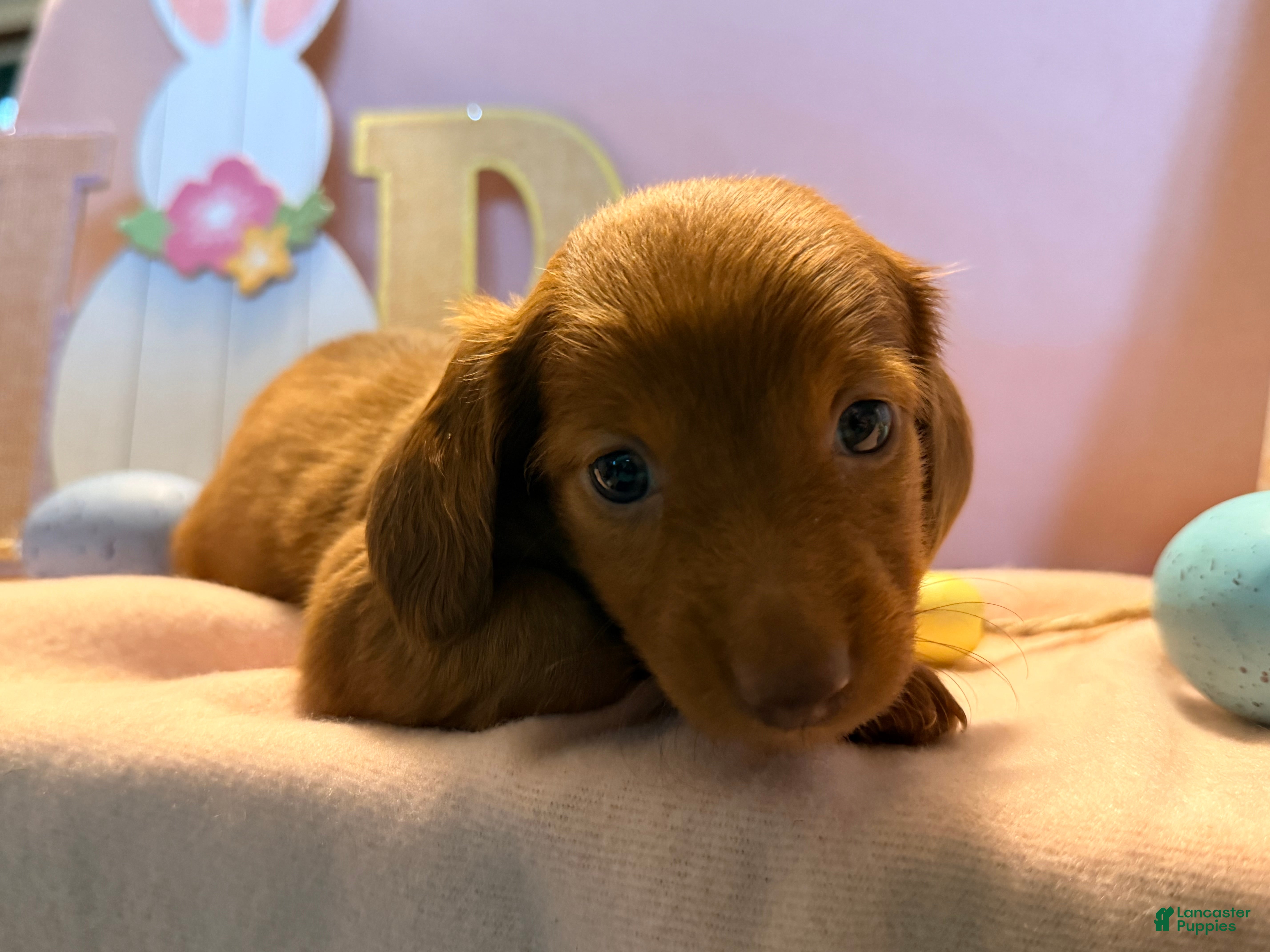 Dachshund dogs Violet - Ad 1