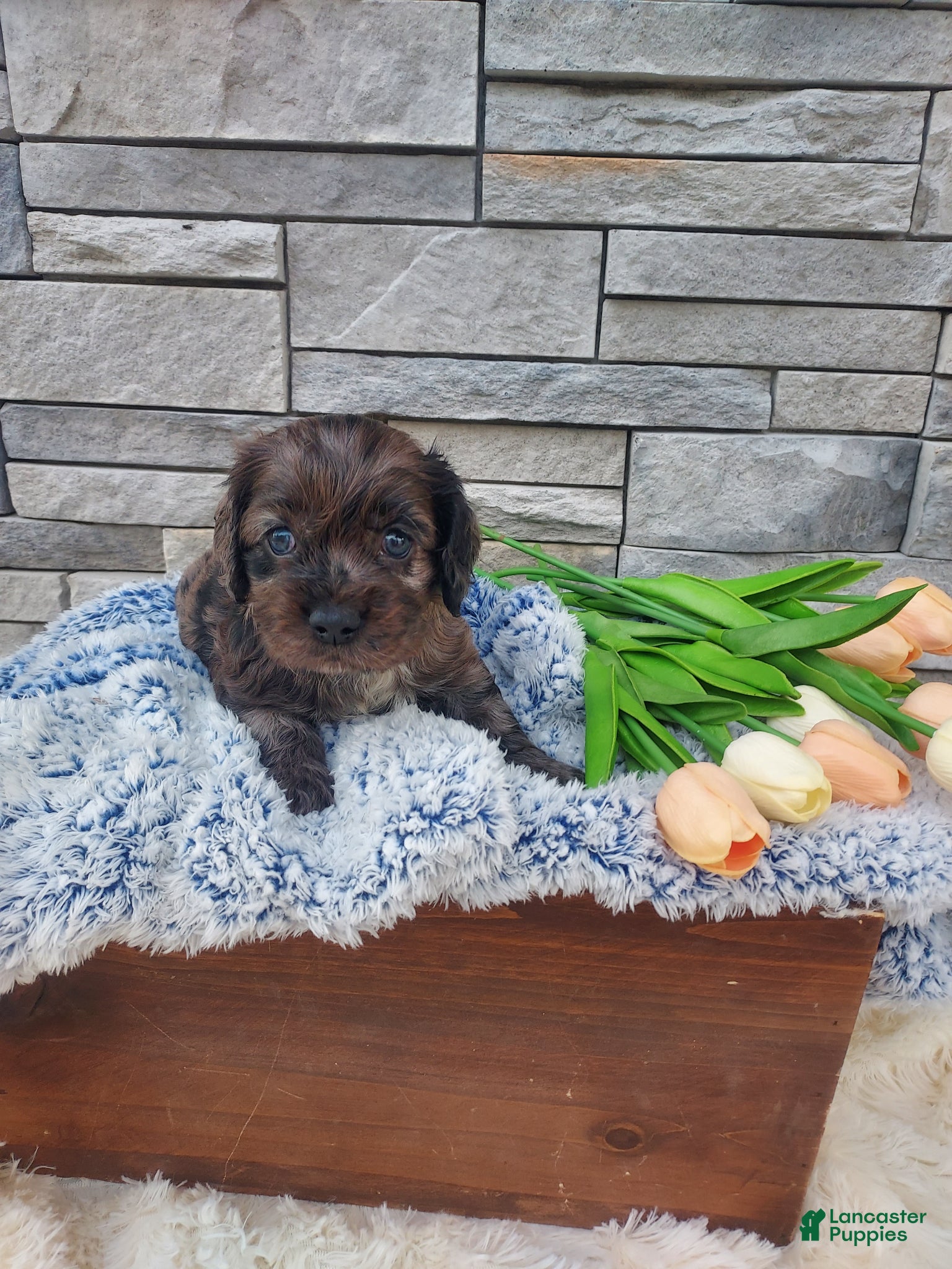 Cocker Spaniel dogs Milo - Ad 1