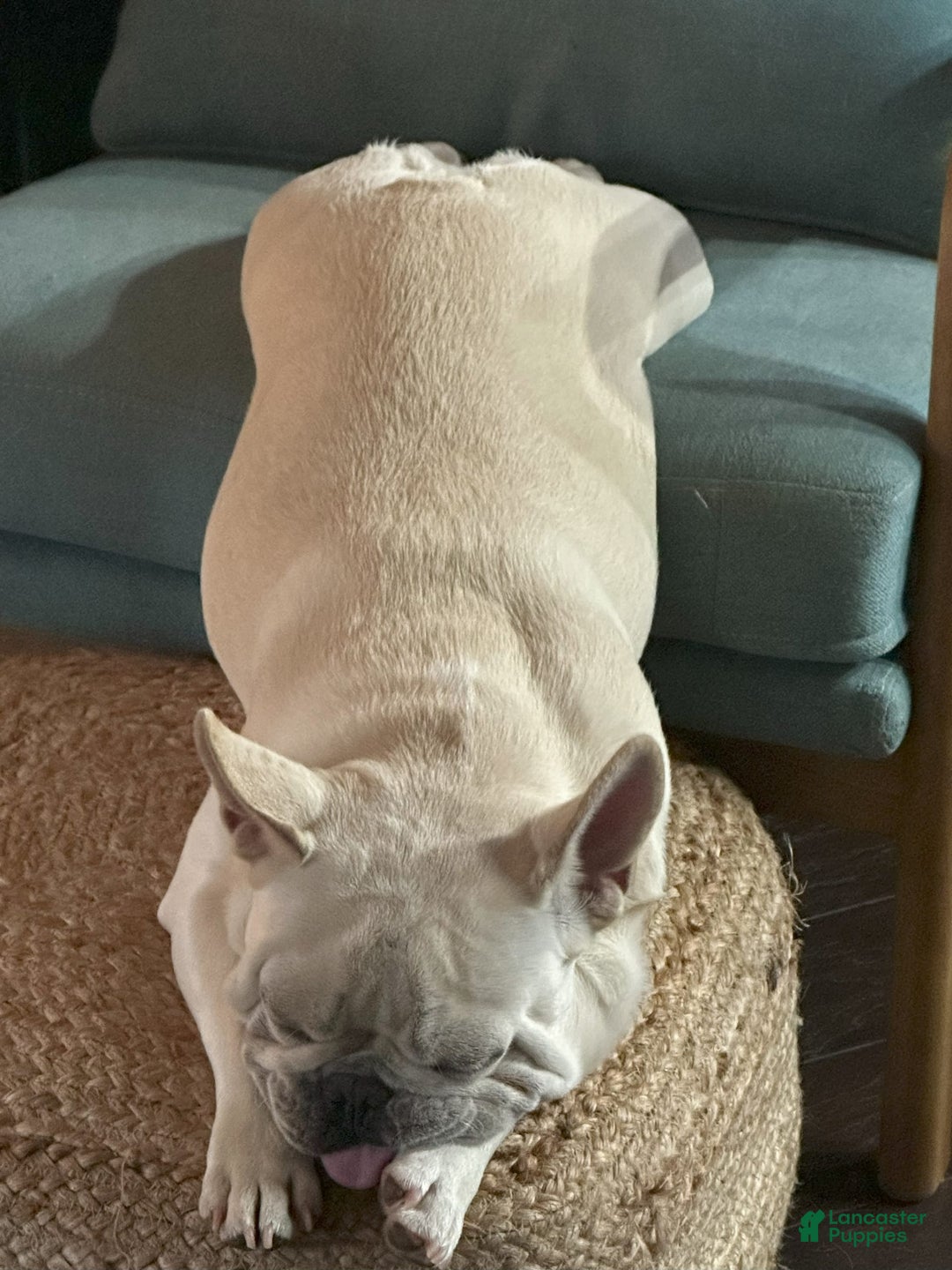 Dog Breeds White Cream French Bulldog Akc Fawn Black Mask For Sale - Main Image