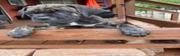 Cane Corso dogs for sale: Cane Corso 8 - Ad 6