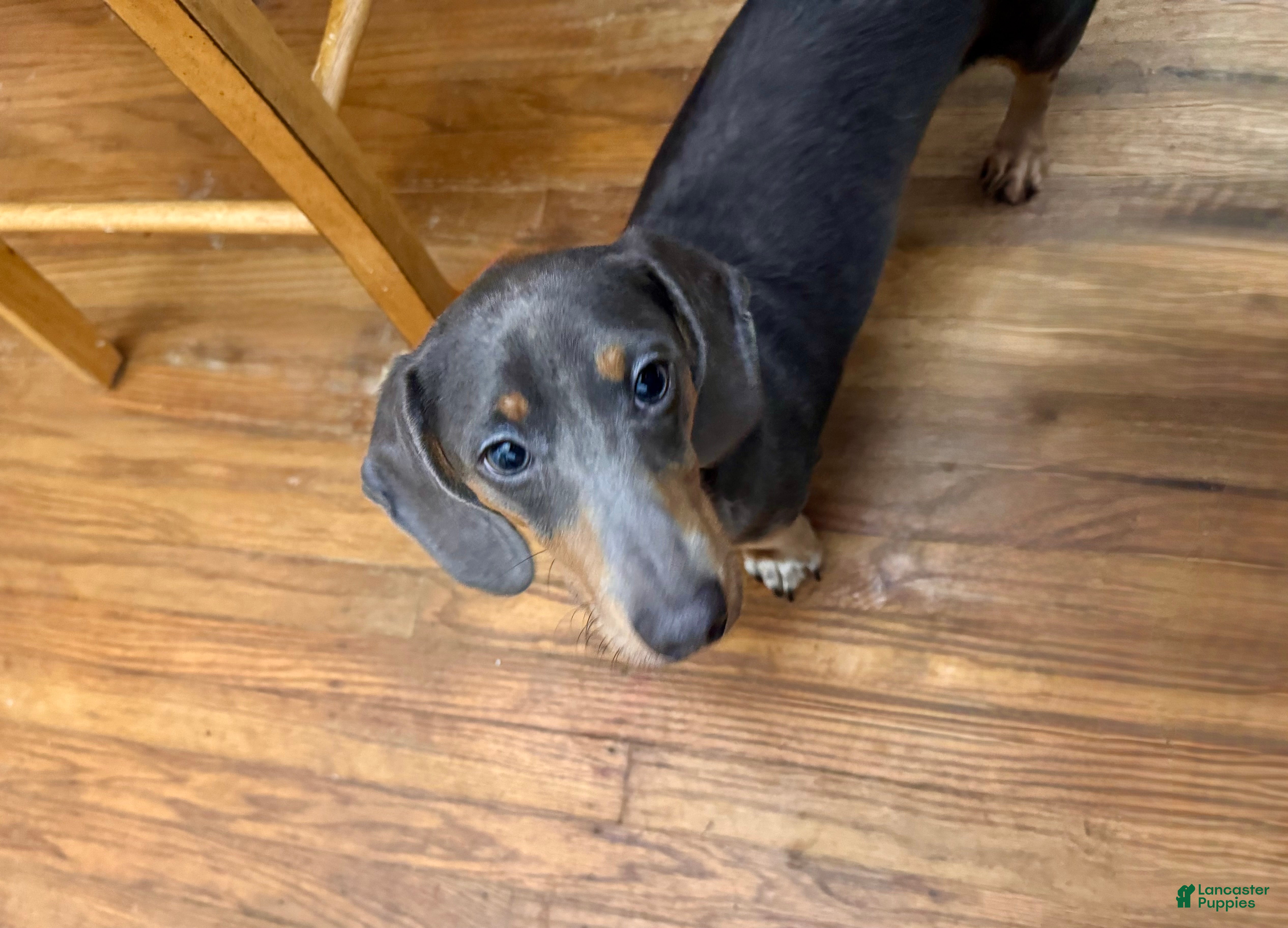 Dachshund dogs Zipper - Ad 1