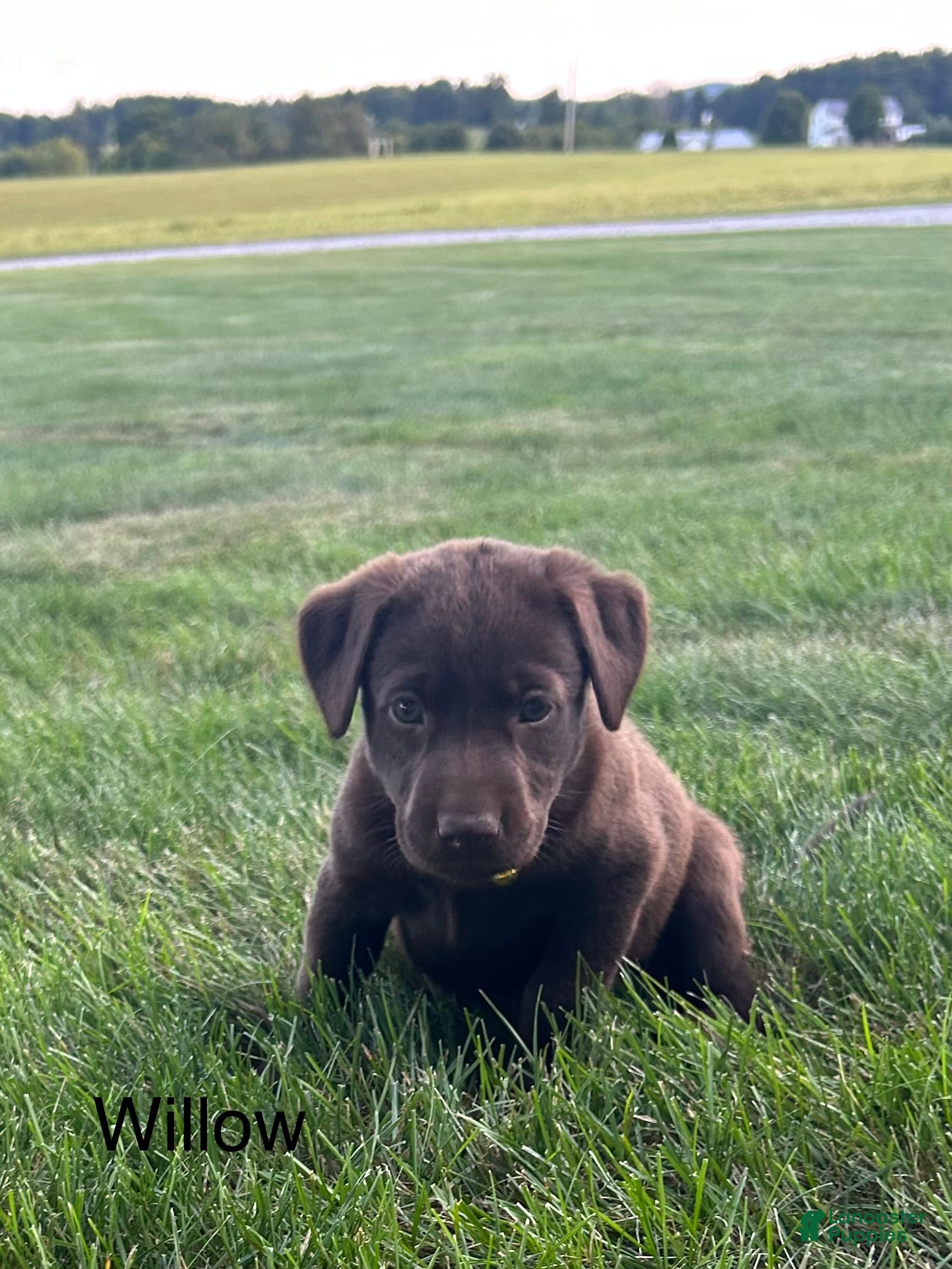 Labrador Retriever dogs Willow - Ad 2