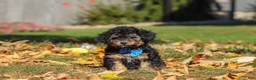 Miniature Poodle dogs for sale: Rambo 🐾 - Ad 1