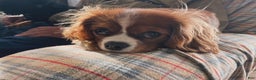 Cavalier King Charles Spaniel dogs for sale: Cavalier King Charles Spaniel Puppy 2 - Ad 2