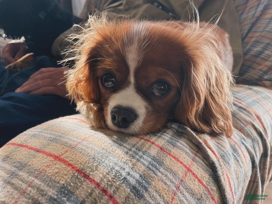 Cavalier King Charles Spaniel dogs for sale: Cavalier King Charles Spaniel Puppy 2 - Ad 2