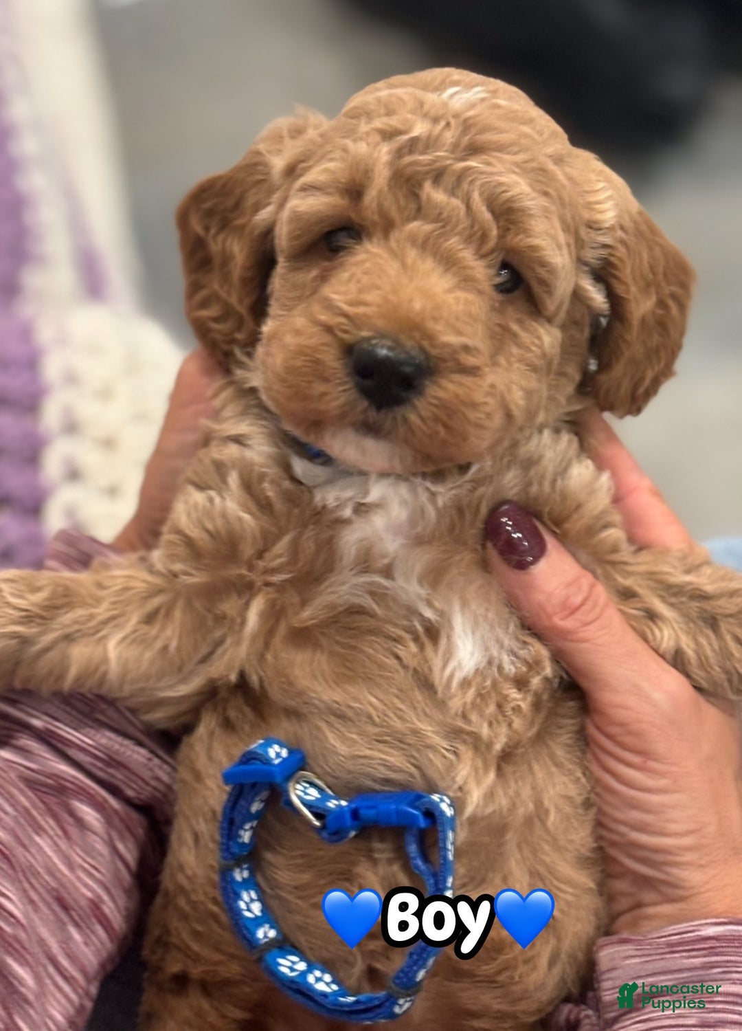 Mini Goldendoodle dogs for sale: Rascals Boy - Ad 1