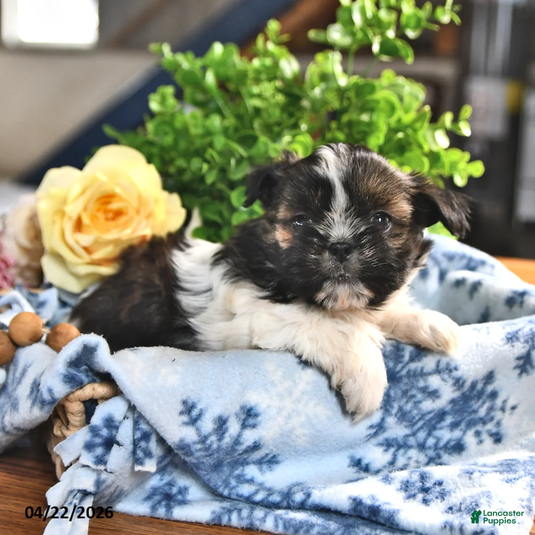 Shorkie dogs for sale: Jordan - Ad 2