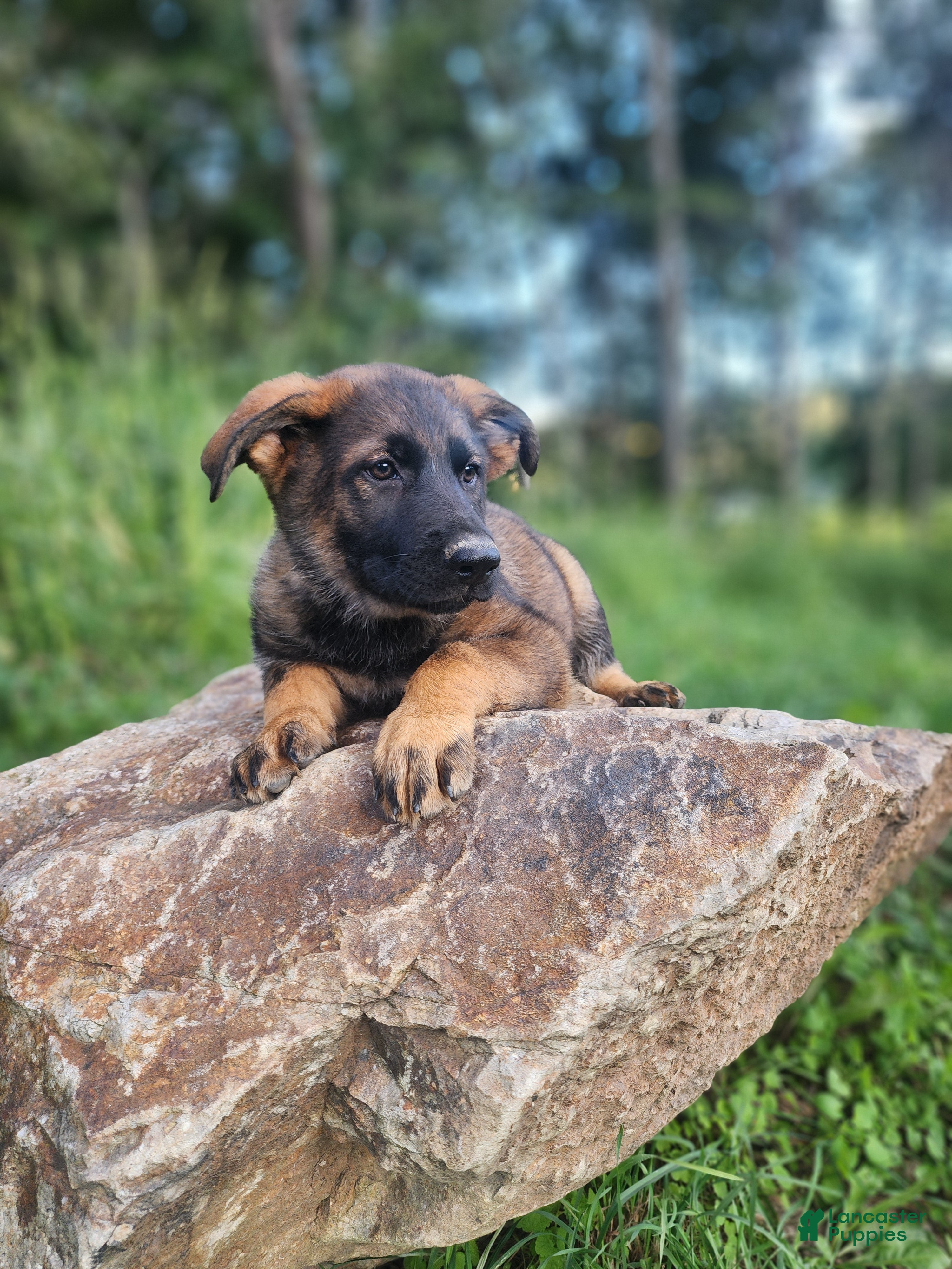 German Shepherd dogs Taska - Ad 2