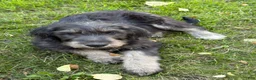 Labradoodle dogs for sale: OCEAN - Ad 10