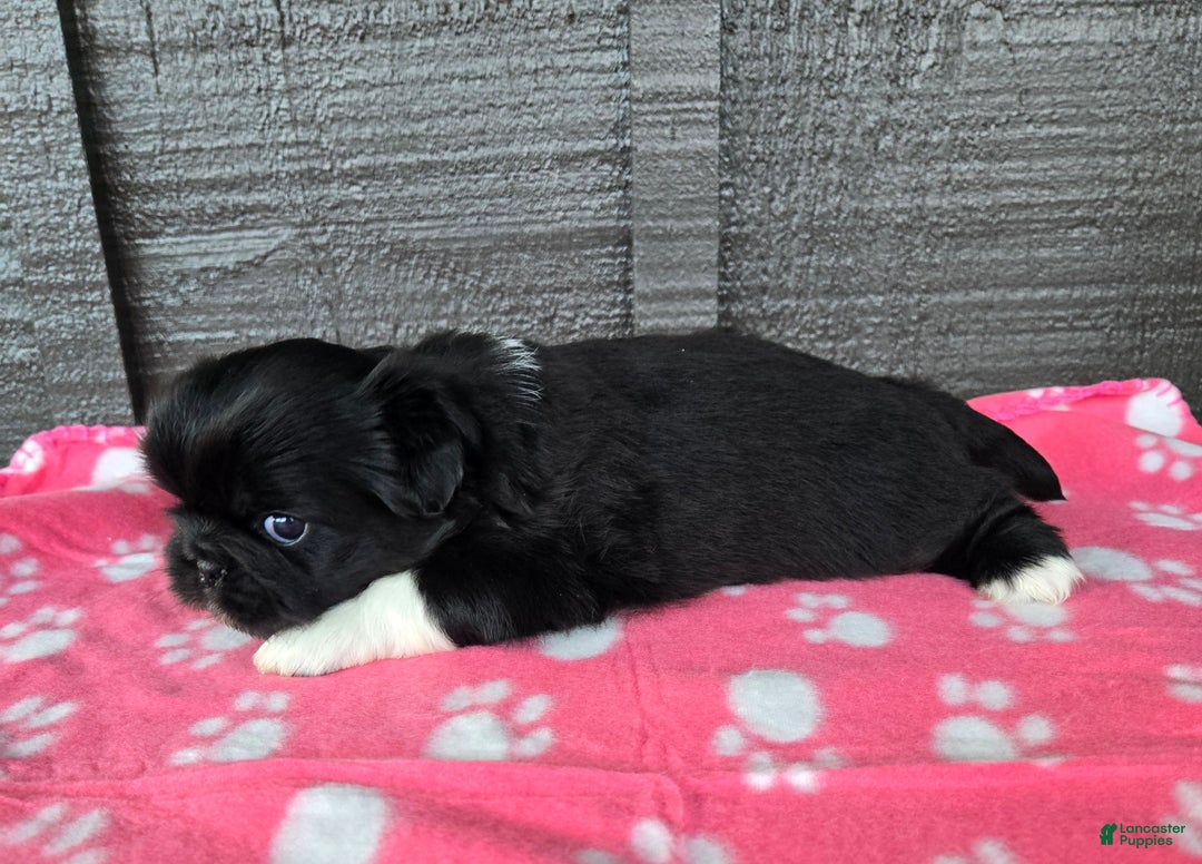 Pekingese dogs for sale: Wednesday  - Ad 7