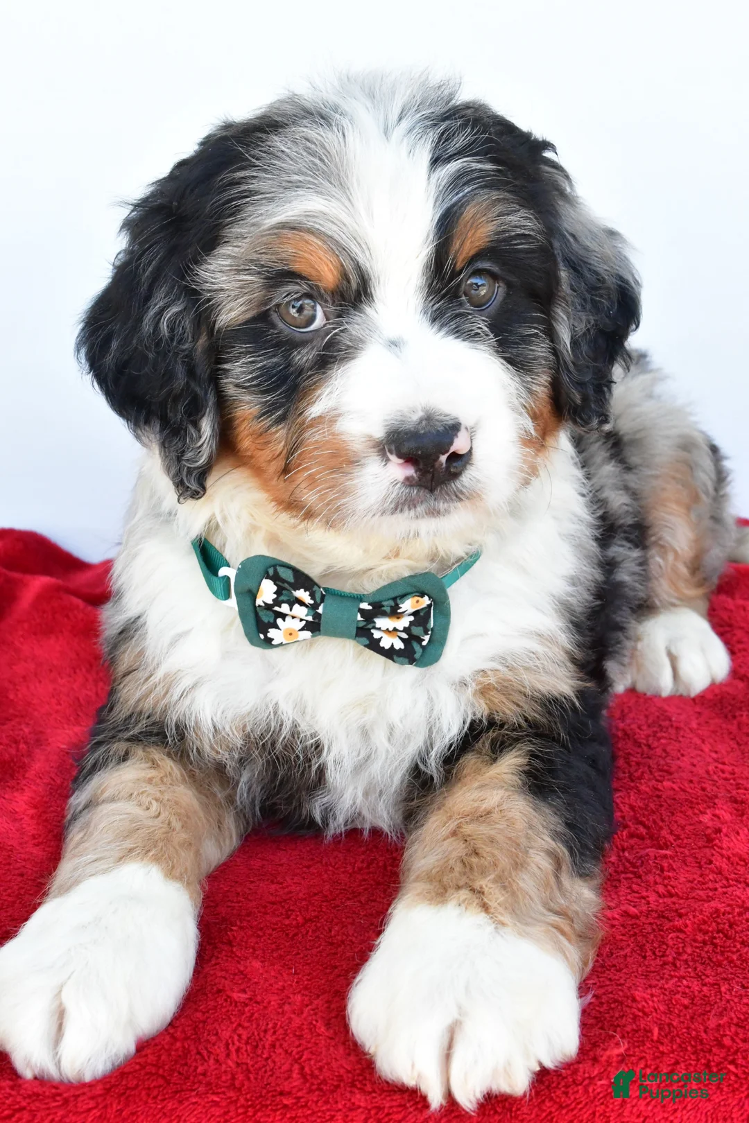 Mini Bernedoodle dogs for sale: Lucky - Ad 2