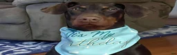 Doberman Pinscher dogs for sale: Upcoming Doberman Litter  - Ad 4