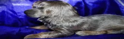 Dachshund dogs for sale: Penelope - Ad 5