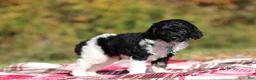 Miniature Poodle dogs for sale: Joey (AKC) - Ad 4