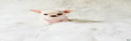 Chihuahua dogs for sale: Liam - Ad 11